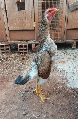 Galinha india shamo
