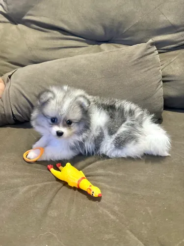 Spitz alemão macho particolor LINDO