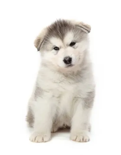 Filhote de Husky Siberiano O Companheiro Que Impressiona Pela Beleza Natural