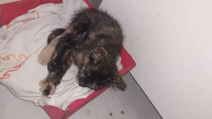 Estou doando gato filhote