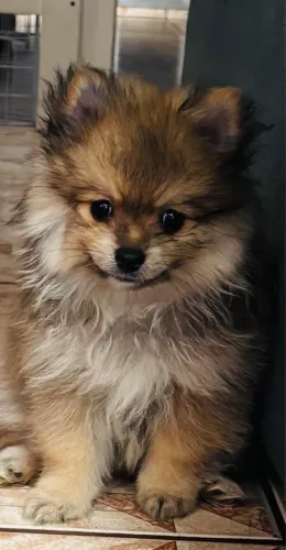 Filhote de Spitz