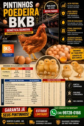 Pintinhos poedeira bkb