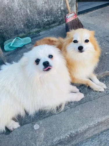 Spitz alemão