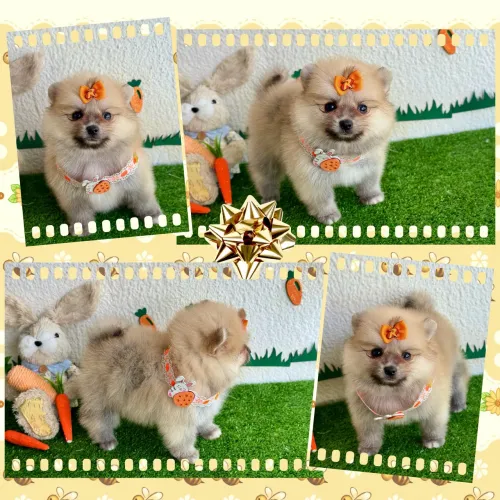 Lulu da pomerania Feminhas !!!