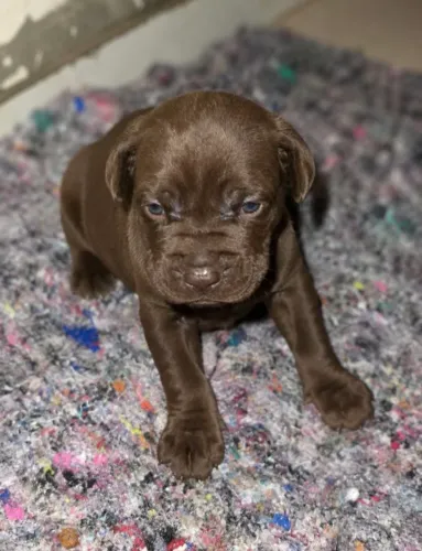 Filhotes de Cane Corso Italiano