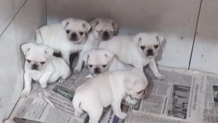 Pug branco somente macho!!