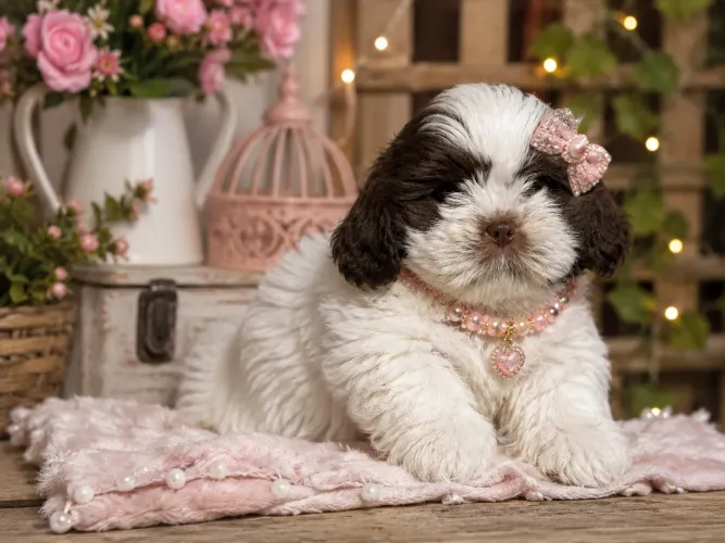 Shih Tzu fêmea branca e chocolate