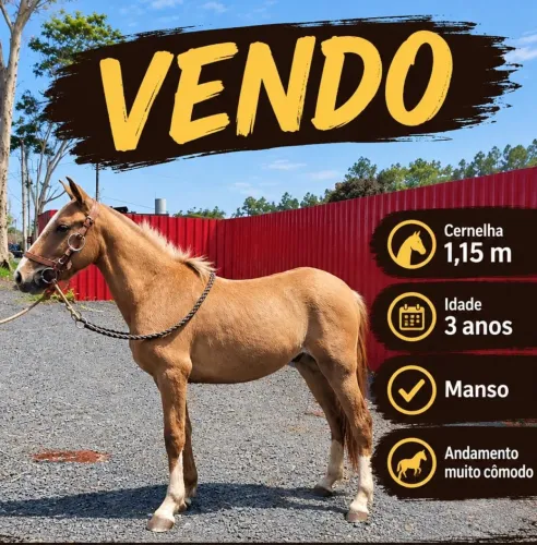 Pônei Mansinho