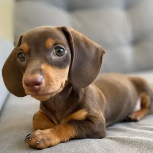 dachshund