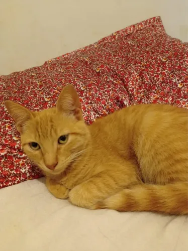 Adoção gatos macho