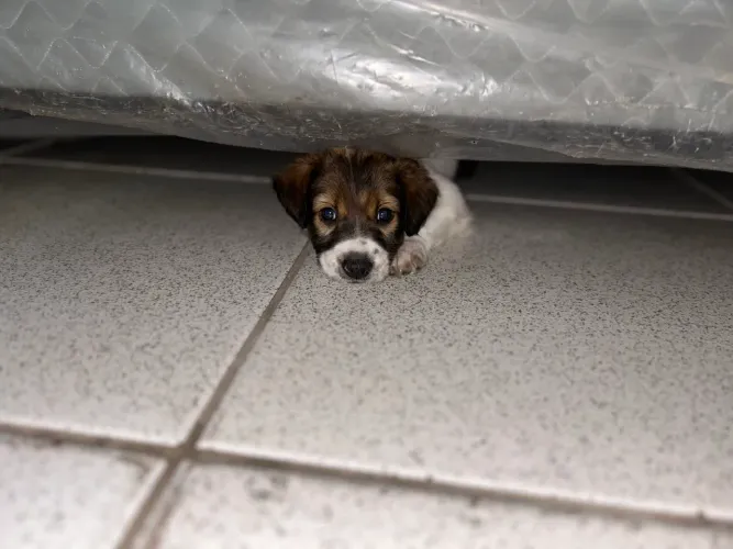 cachorro filhote 