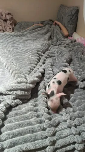 Mini porco