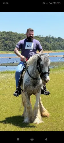 Cavalo Gipsy Vanner PO