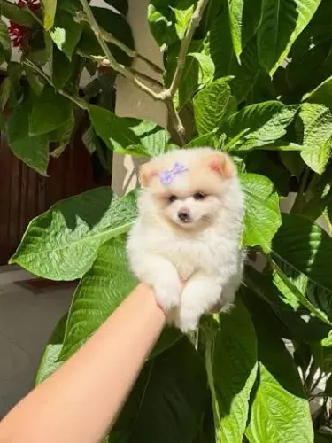 Lulu da Pomerania filhotes 