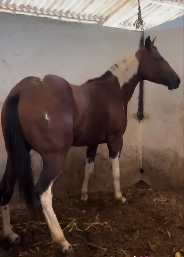 Égua pent horse 