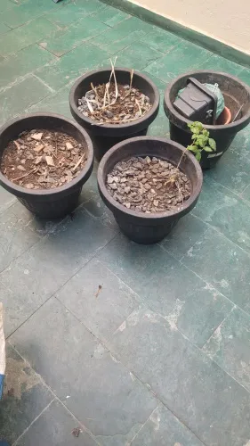 Vaso 15L, cada um R$ 5,00 vai com terra