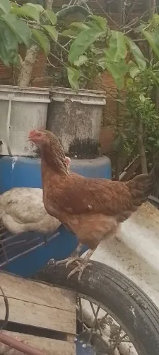 Galinhas