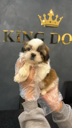 ? Filhotes de Shih Tzu | Pequenos no Tamanho, Gigantes no Amor