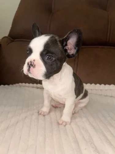 Bulldog