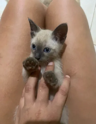 Siamês