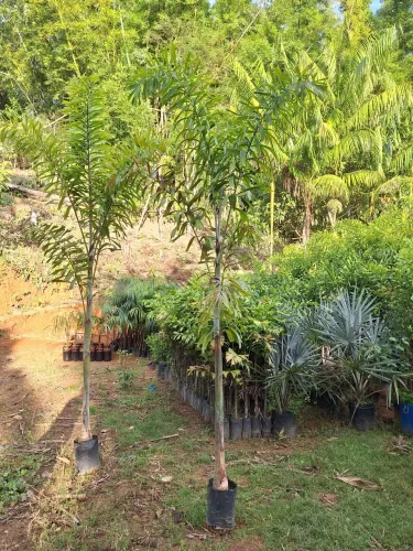 Palmeira rabo de raposa