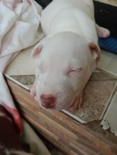 Vendo filhote de Pitbull