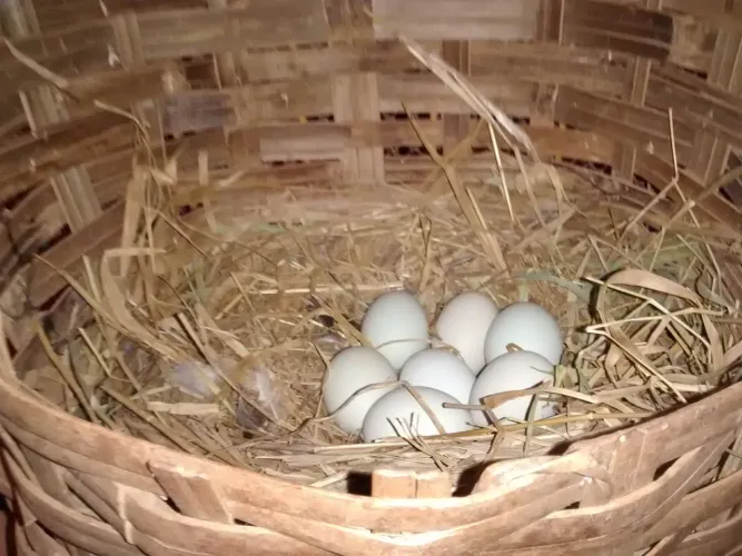 Ovos galados de Ameraucana