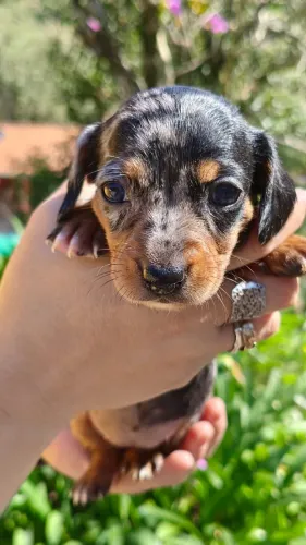 Dachshund Pelo curto
