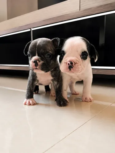Vendo filhote de buldogue francês (machos)