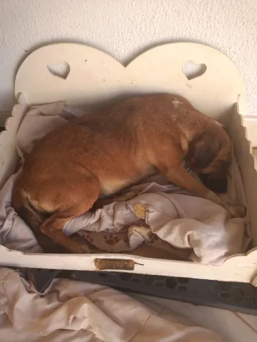 Doação Cachorra
