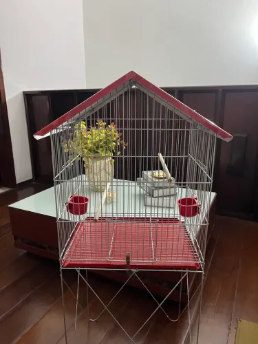 Viveiro calopsita, periquito e outras aves
