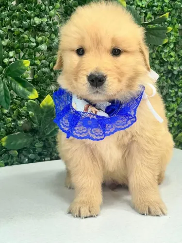 Golden Retriever