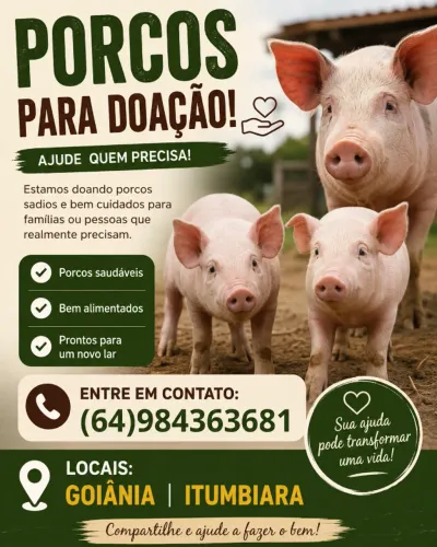 doação de Porcos de qualidade, motivos pessoais!