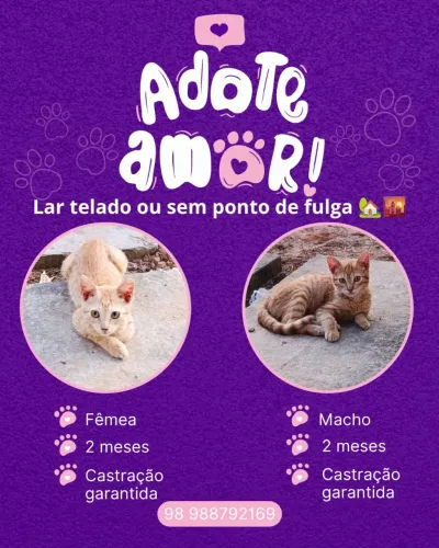 Adoção doaçao gatos