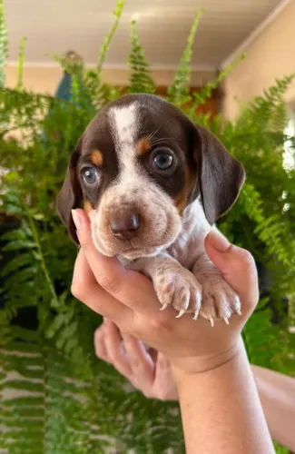 Basset macho