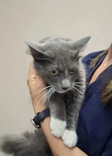 Adoção gatinho 10 meses, castrado, leia o texto