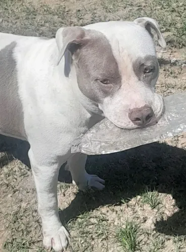 Pitbull 