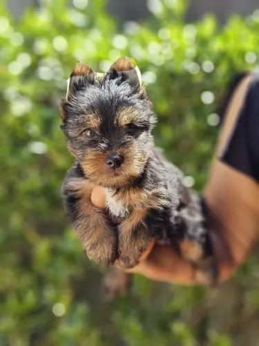 Yorkshire Terrier
