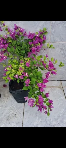 Jardim