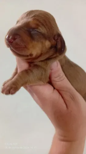 Duschund (linguicinhas)