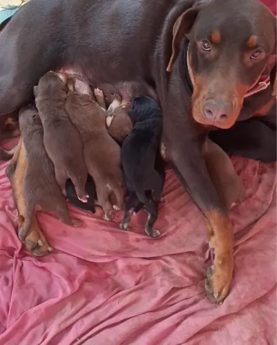 Filhotes de Doberman