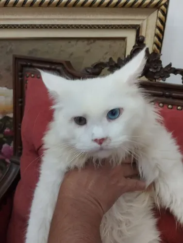 Filhote de Maine Coon 