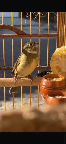 Gaiola