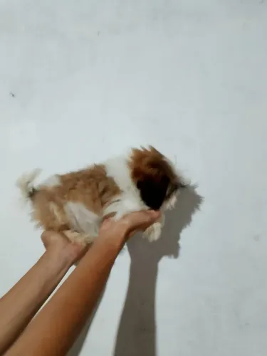 Shitzu femia 3 mês 