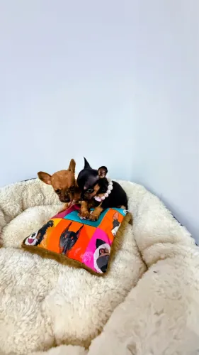 PINSCHER MINIATURAS 