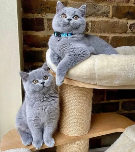British Shorthair Gatos filhotes