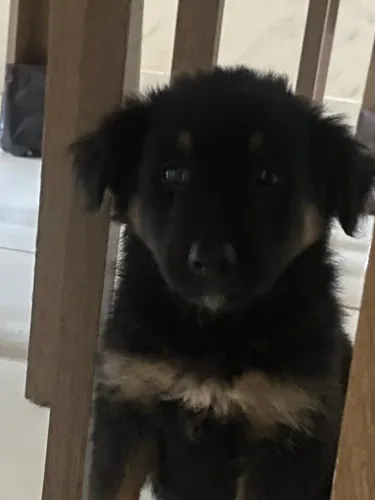 Filhote mestiça rotweiller com fila - para adoção responsável 
