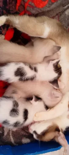 Fofura de gatinhos para doação ?.