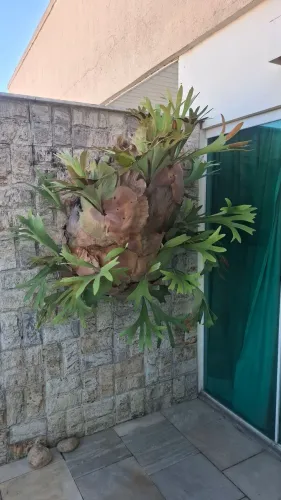 Vendo Planta Chifre de Veado Grande