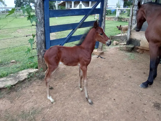 Potrinho mangalarga marchador